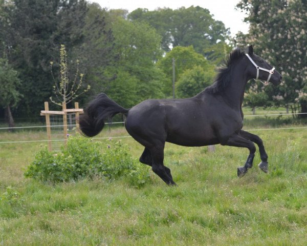 horse Black Jack 232 (Westphalian, 2013, from Baron)