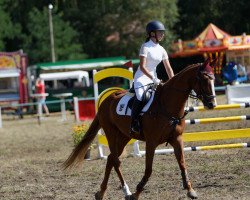 Springpferd Oulartleigh Bambi (Irish Sport Horse, 2016, von Tullabeg Fusion)