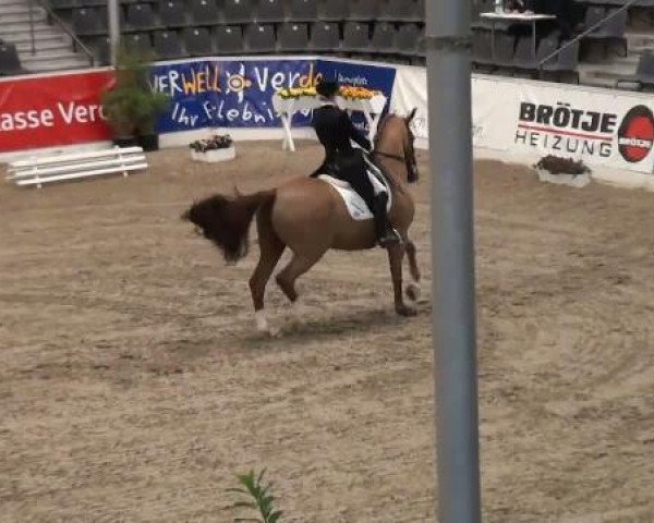 dressage horse Don Elfredo (Hanoverian, 2004, from Don Frederico)