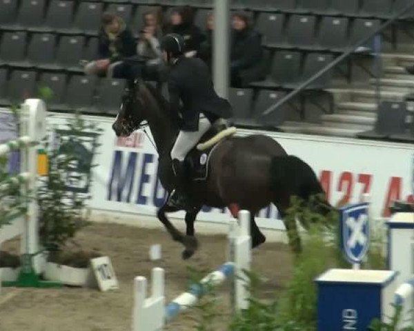 horse Rue Blanche (Luxembourg horse, 1999, from Rabino)