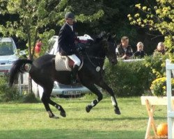 Pferd Ulina 12 (Holsteiner, 2004, von Cosimo)