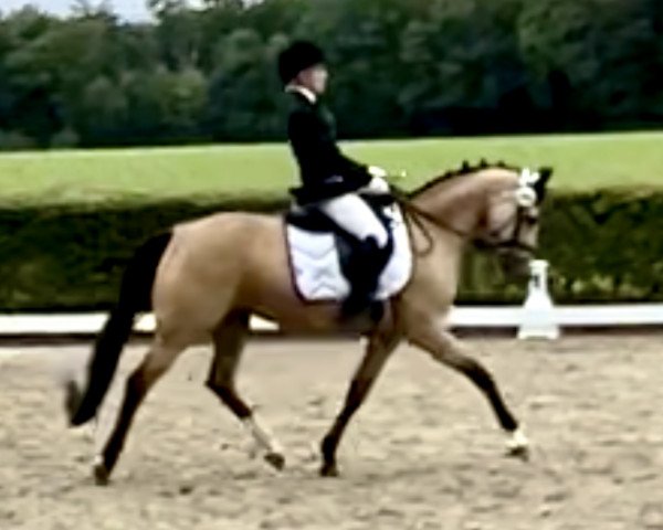 dressage horse Cheese-Cake (German Riding Pony, 2009, from FS Champion de Luxe)