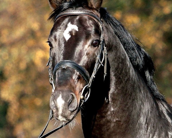 stallion San Muscadet (Oldenburg, 2005, from Sir Donnerhall I)