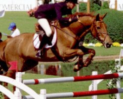 Zuchtstute May Eve (Irish Sport Horse, 1989, von Stan the Man xx)