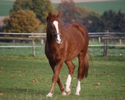 broodmare Riahna (Oldenburg, 2007, from Royal Hit)