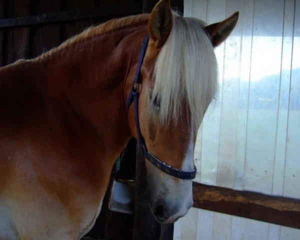 horse Liekin Hehku (Finnish Warmblood, 2003, from Hilute)