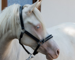 Zuchtstute Desmonds Sweet Heart (Deutsches Reitpony, 2020, von Desmond)