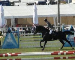 jumper Contendros Boy (Hanoverian, 2003, from Contendro I)