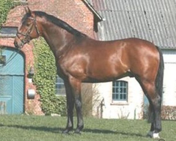 stallion Lohengrin T (Westphalian, 2001, from Lordanos)