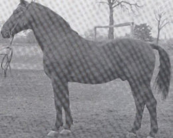 stallion Lohengrin (Holsteiner, 1938, from Loretto)