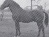 horse Lohengrin (Holsteiner, 1938, from Loretto)