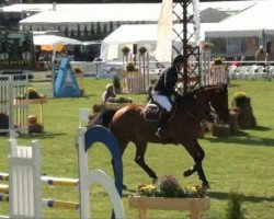 jumper Landado (Oldenburg show jumper, 2005, from Lordanos)