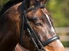 dressage horse Basirro (Württemberger, 2003, from Benz)