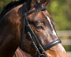 dressage horse Basirro (Württemberger, 2003, from Benz)