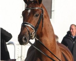 horse Dipriano S (Hanoverian, 2009)