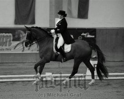 horse Fantango S (Hanoverian, 2004)