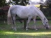 broodmare Arabica (Hanoverian, 1996, from Airport)