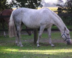 broodmare Arabica (Hanoverian, 1996, from Airport)