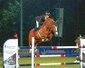 jumper No Limit (Czech Warmblood, 2015, from Quick Lauro Z)