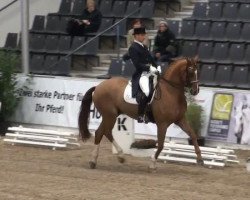 dressage horse Aribo 4 (Westphalian, 1999, from Acord II)