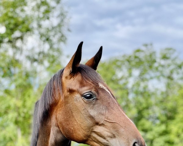 dressage horse Goldmarie (Hanoverian, 2020, from Goldberg 15)