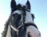 dressage horse Miramis Derris Boy (Tinker / Irish Cob / Gypsy Vanner, 2012)