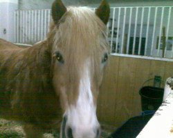 horse Winnetou (Haflinger, 1987, from Wilmar 110)