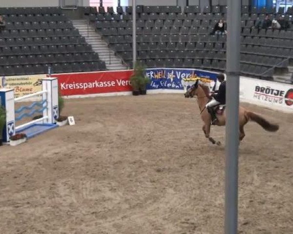 Springpferd Quinine de La Vaulx (Belgium Sporthorse, 2000, von Baloubet du Rouet)