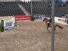 jumper Quinine de La Vaulx (Belgium Sporthorse, 2000, from Baloubet du Rouet)