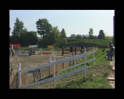 jumper Quattro Rubin (Oldenburg show jumper, 2005, from Quidam's Rubin)