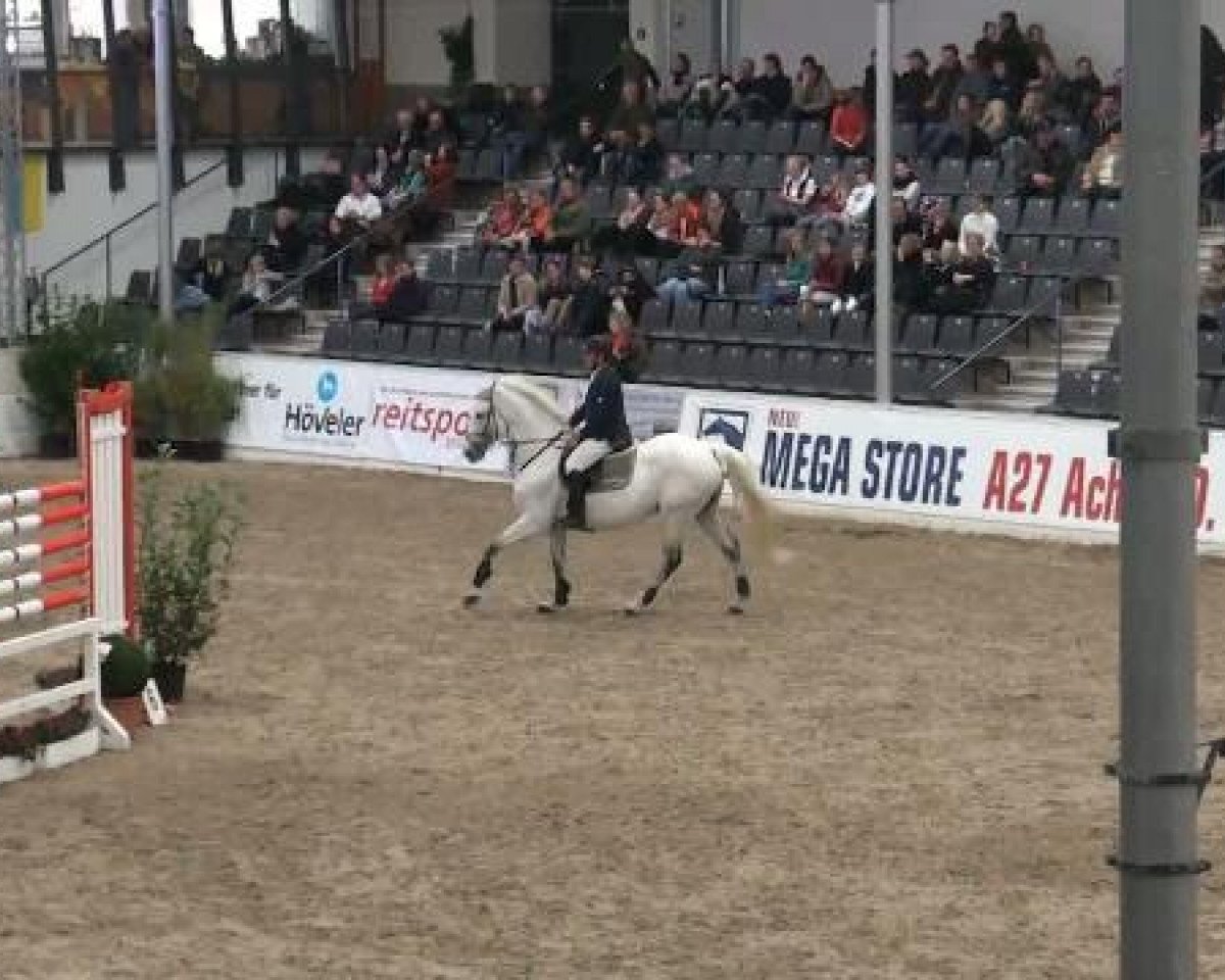 stallion Lasirko (Holsteiner, 2002, from Landjunge)