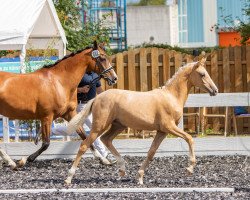 Dressurpferd Goldana (Deutsches Reitpony, 2022, von HET Golden Dream)