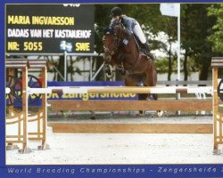 broodmare Dadais van het Kastanjehof (Belgian Warmblood, 2003, from Thunder van de Zuuthoeve)