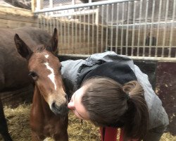 jumper Éclair d’Amour (Swedish Warmblood, 2021, from Kentucky van 't Ruytershof)