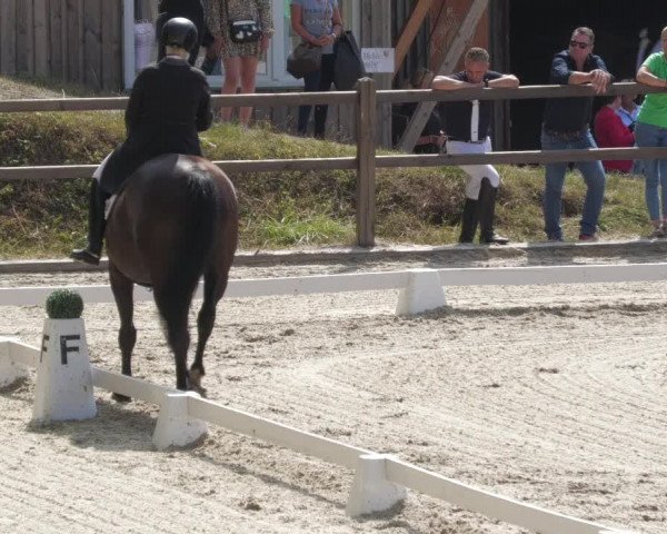 Reitturnier Bübinger Hof 2022