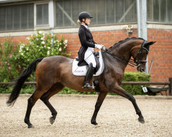 dressage horse Sunshine Raggae (Hanoverian, 2006, from Stedinger)