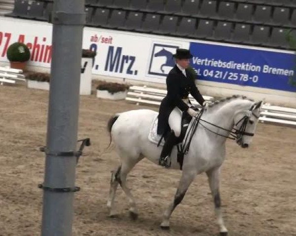 dressage horse Royal Champ 3 (Hanoverian, 2001, from Royal Diamond)