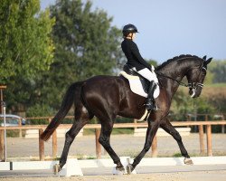 dressage horse Sagenhaft (Hanoverian, 2005, from Stedinger)