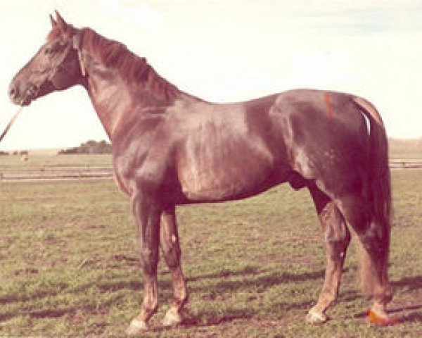 stallion Abermals (Hanoverian, 1964, from Abdulla 4026)
