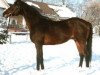 stallion Aberglaube xx (Thoroughbred, 1977, from High Game xx)
