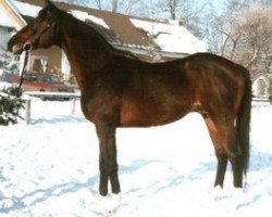 stallion Aberglaube xx (Thoroughbred, 1977, from High Game xx)