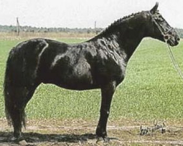 stallion Abenteuer (Oldenburg, 1987, from Akitos xx)