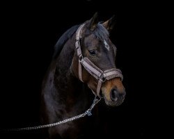 dressage horse Sarottis Solina (Hanoverian, 2018, from Sarotti Mocca-Sahne)