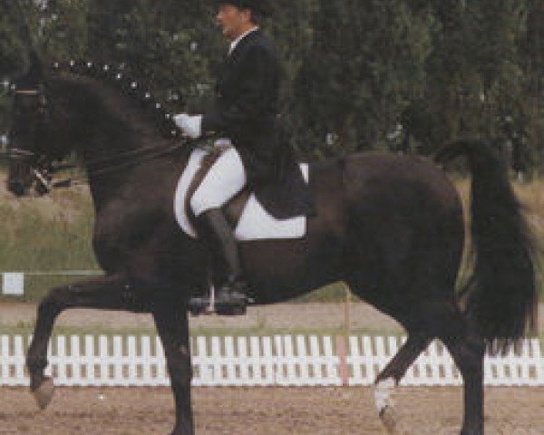 stallion Abendwind 2756 (Saxony-Anhaltiner, 1982, from Adept)
