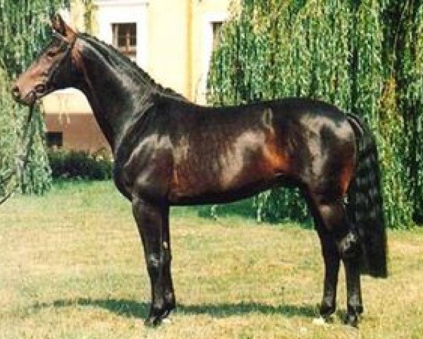 stallion Abendsturm (Brandenburg, 1986, from Abendwind 2756)