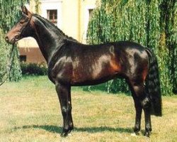 stallion Abendsturm (Brandenburg, 1986, from Abendwind 2756)