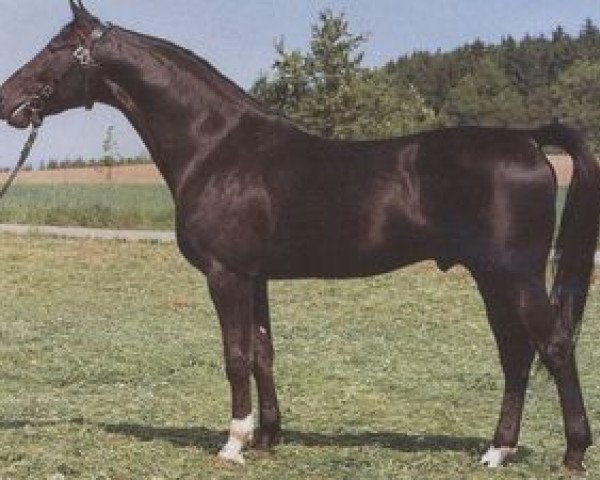 stallion Abendstern (Württemberger, 1975, from Amor II)