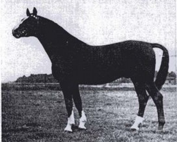 stallion Abendstern (Trakehner, 1935, from Poseidon)