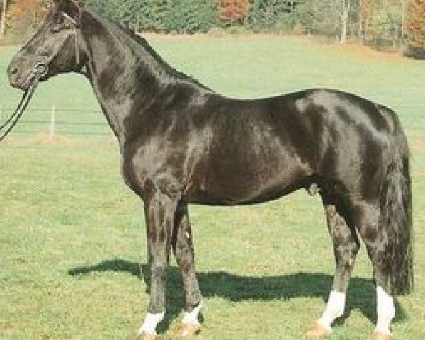 stallion Abendruf (Württemberger, 1980, from Abendstern)