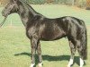 stallion Abendruf (Württemberger, 1980, from Abendstern)